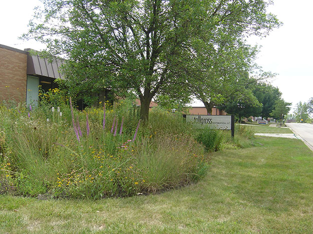 Mixed grasses and flowering plants in a water-smart landscape beside a lawn in Schaumburg, Illinois.