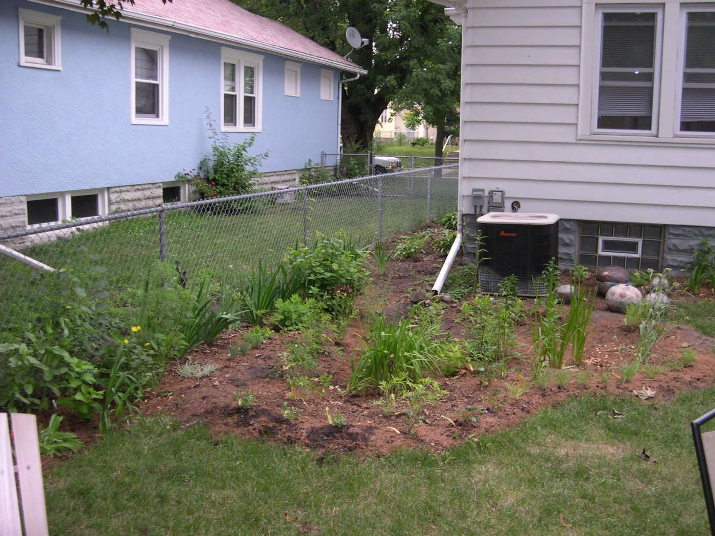 Residential rain garden beside a house with a downspout extension.